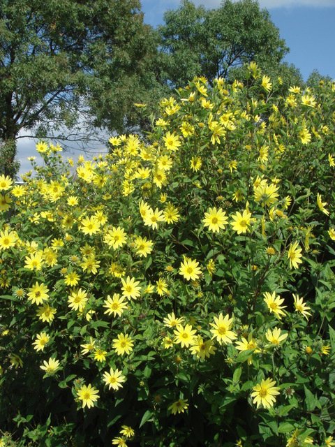 Helianthus x 'Lemon Queen'